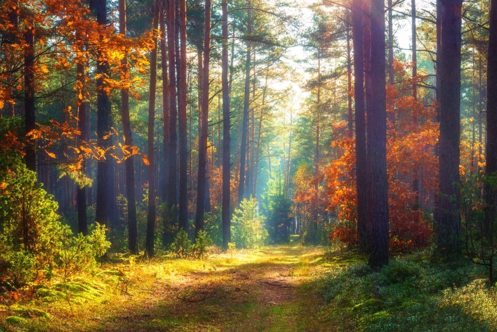 ecv september blog woodland