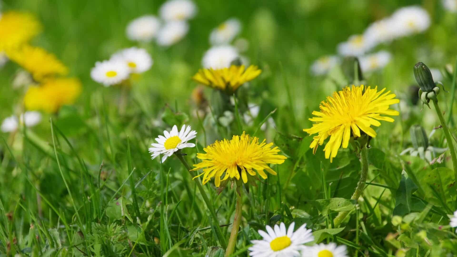Dandelions Chamomile