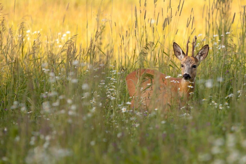 buck deer clearing