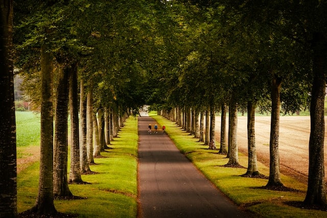 Photo of cyclists riding along a path between trees near Wimborne Minster to illustrate cycling routes in Dorset