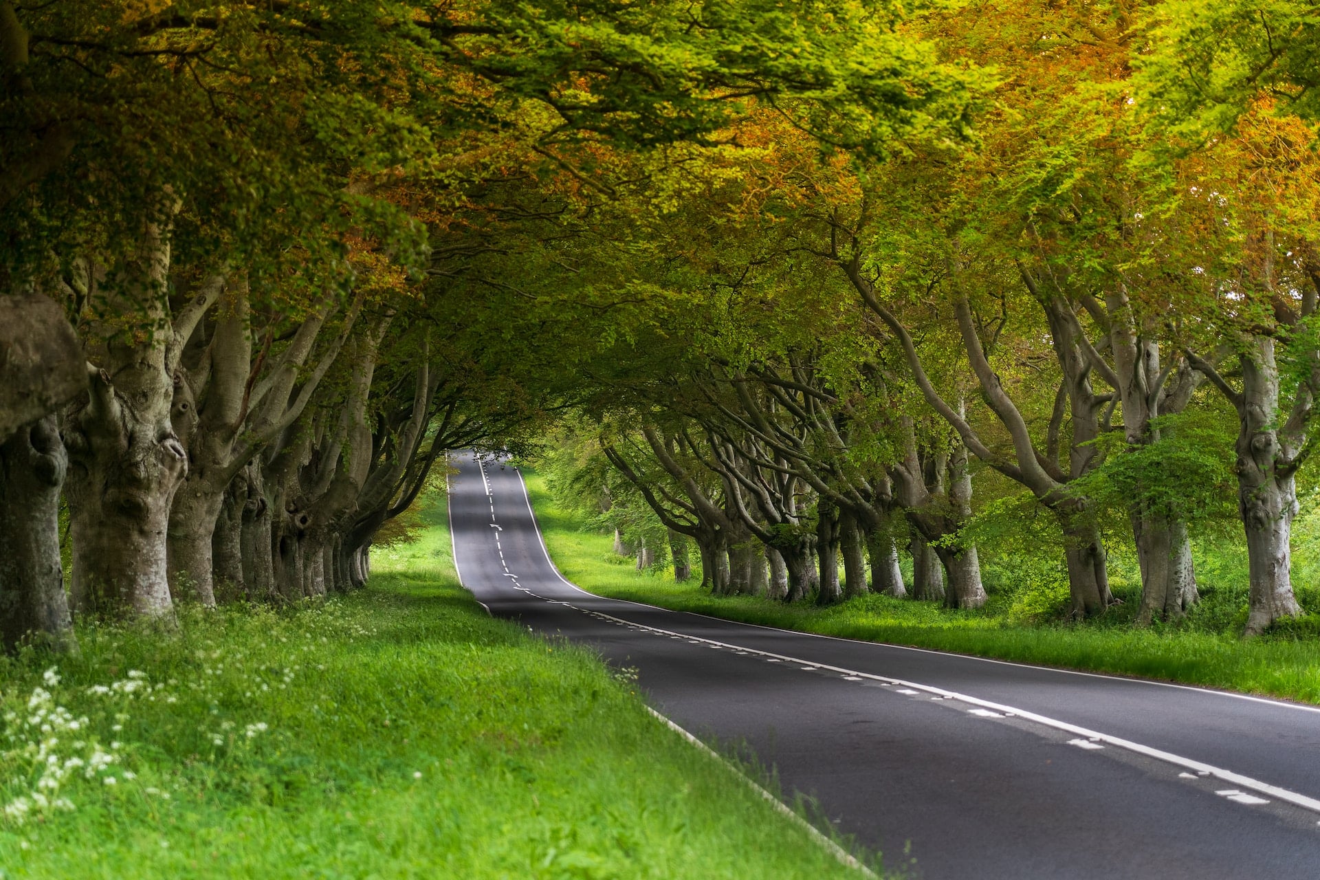 Photo of beech trees forming an arch over the road between Wimborne and Blandford, Dorset