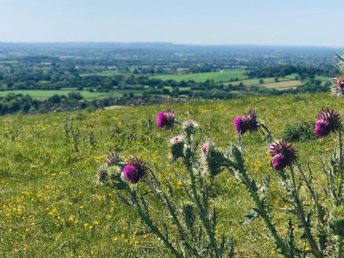 ecv countryside thistles countryside thistles