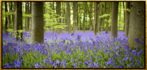 ecv bluebells