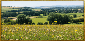 Fontmell & Melbury Downs
