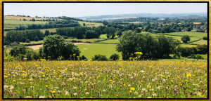 Dorset countryside wild flowers
