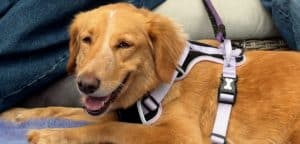 Amber the Adventurous Golden Retriever