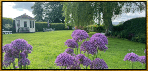 Giant alliums blooming in Well Cottage gardens