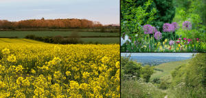 collage of local wildflower scenes near Well Cottage
