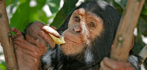 photo of a chimpanzee at Monkey World Ape Rescue Centre in Dorset