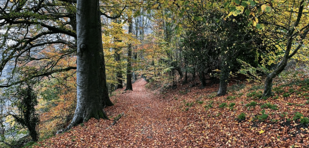 photo of a leaf-carpeted path through a forest during autumn in Dorset photo of a leaf-carpeted path through a forest during autumn in Dorset