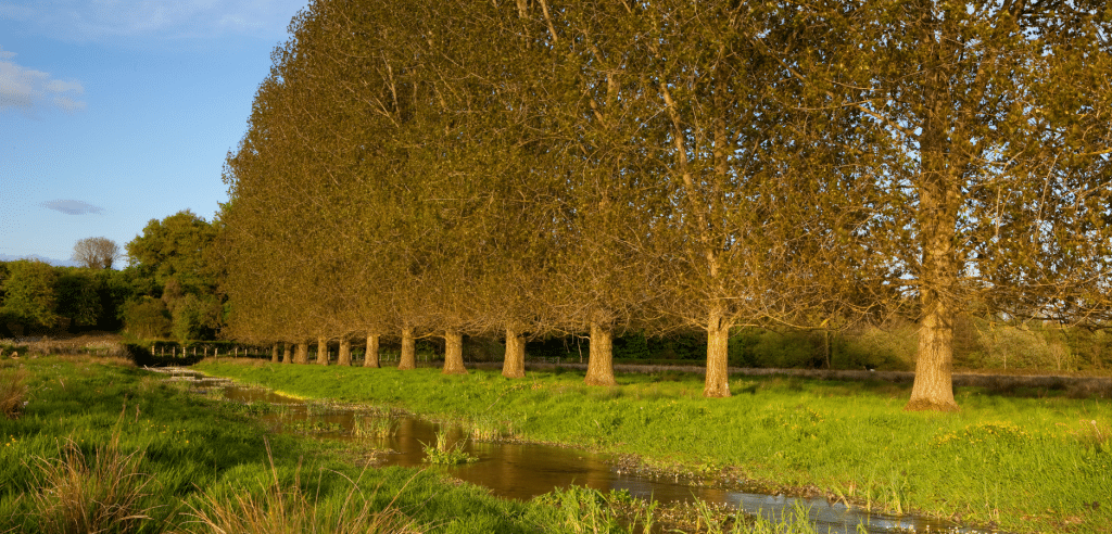 photo of the River Allen in Dorset photo of the River Allen in Dorset