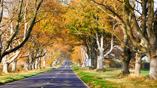 photo of Beech Avenue at Kingston Lacy photo of Beech Avenue at Kingston Lacy
