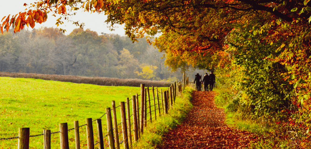 photo of an autumn forest walk in Dorset photo of an autumn forest walk in Dorset