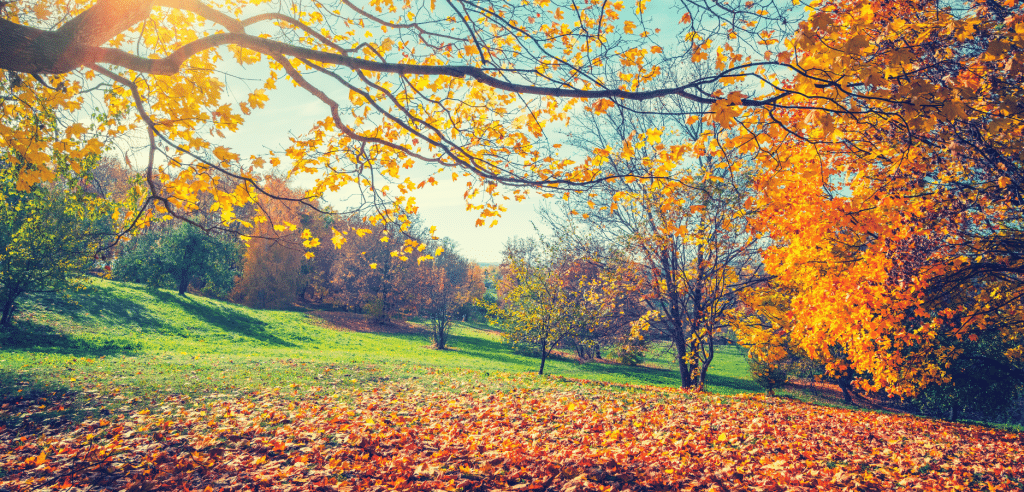 photo of an autumnal countryside scene in Dorset photo of an autumnal countryside scene in Dorset