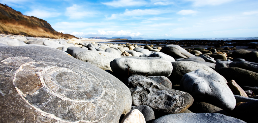 photo of fossils on a beach at Lyme Regis on the Jurassic Coast photo of fossils on a beach at Lyme Regis on the Jurassic Coast