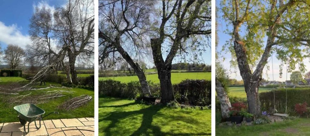 Collage showing the injured tree and new swing at Well Cottage Collage showing the injured tree and new swing at Well Cottage