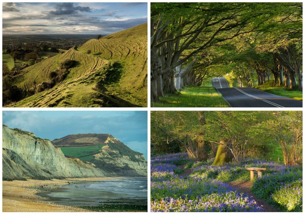 collage showing Blackmore Vale, Beech Tree Ave in Kingston Lacey, Charmouth beach and Pamphill Woods collage showing Blackmore Vale, Beech Tree Ave in Kingston Lacey, Charmouth beach and Pamphill Woods
