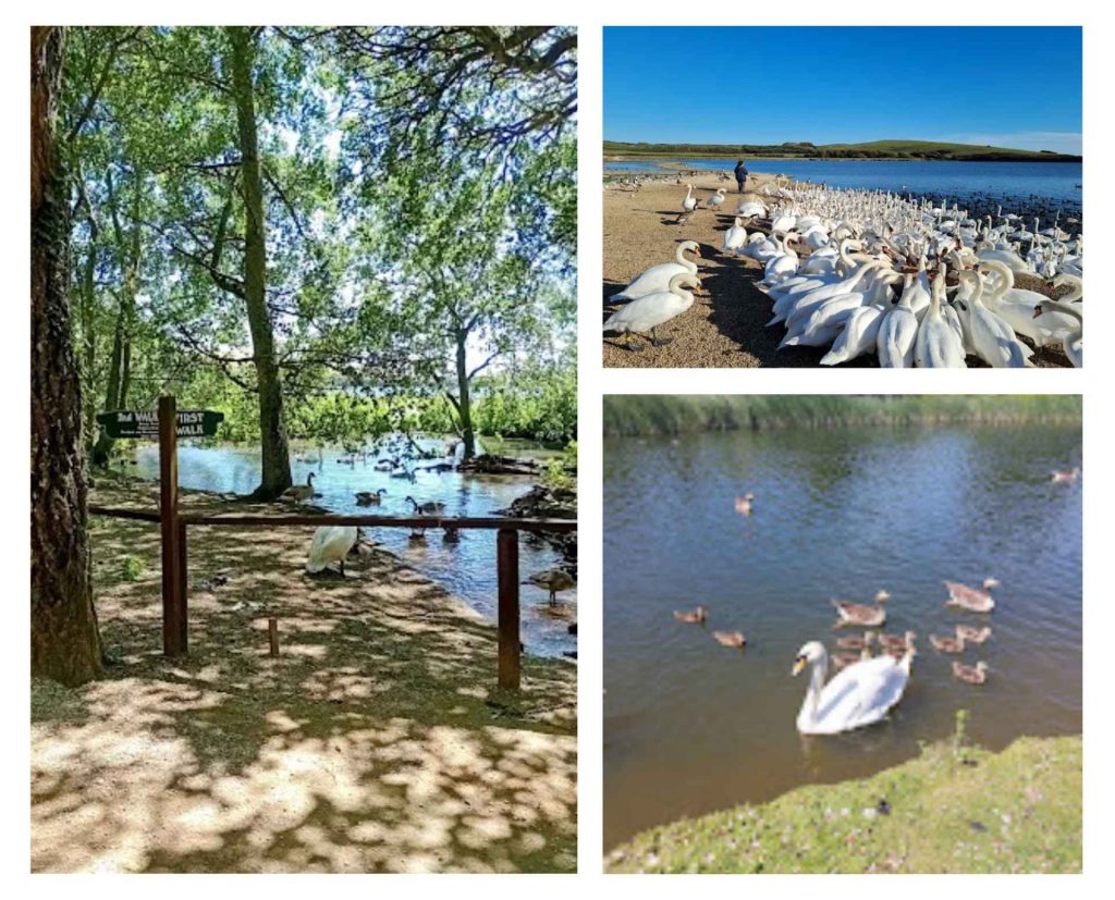 collage of Abbotsbury Swannery